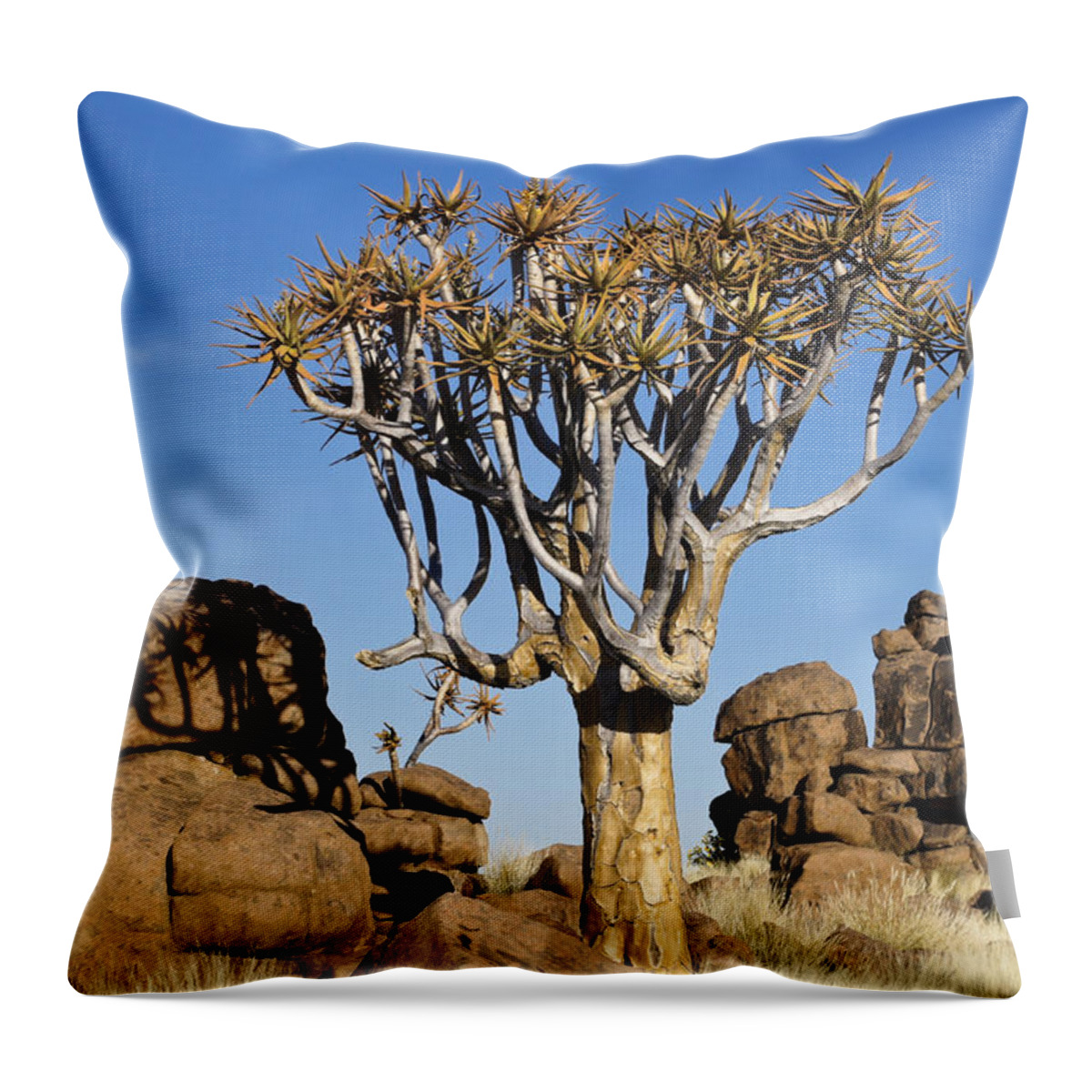 Africa Throw Pillow featuring the photograph Quivertree Shadow #1 by Michele Burgess