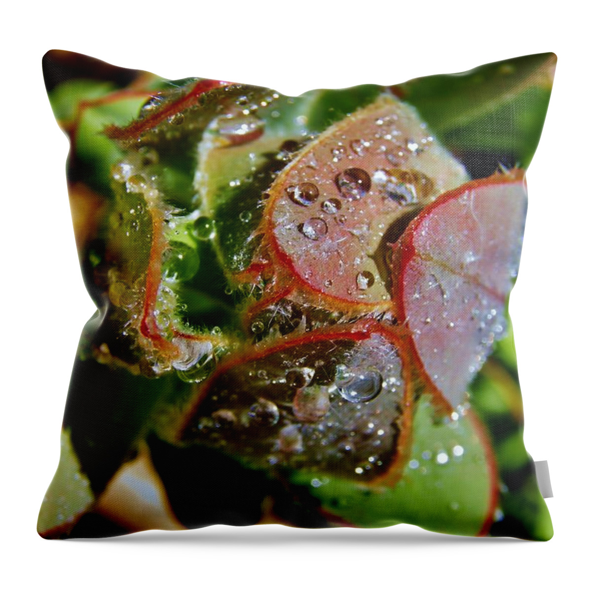 Green; Plant; Garden; Macro; Nature; Leaf; Brown; Beige; Water Spring; Wet; Red; Common Pincushion; Raindrops; Sunlight; Background; Decorative; Throw Pillow featuring the photograph Raindrops on leaf #1 by Werner Lehmann