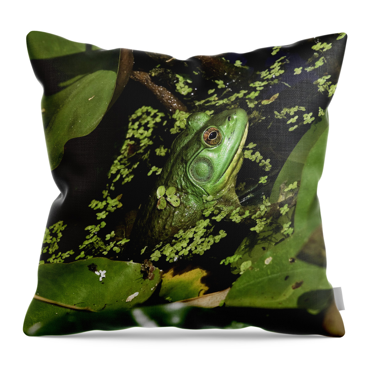 Kenilworth Aquatic Park Throw Pillow featuring the photograph Rana clamitans or Green Frog #2 by Perla Copernik