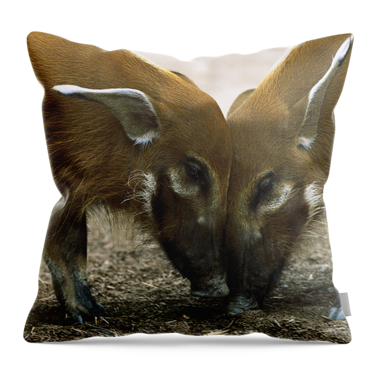 Mp Throw Pillow featuring the photograph Red River Hog Potamochoerus Porcus Pair #1 by San Diego Zoo
