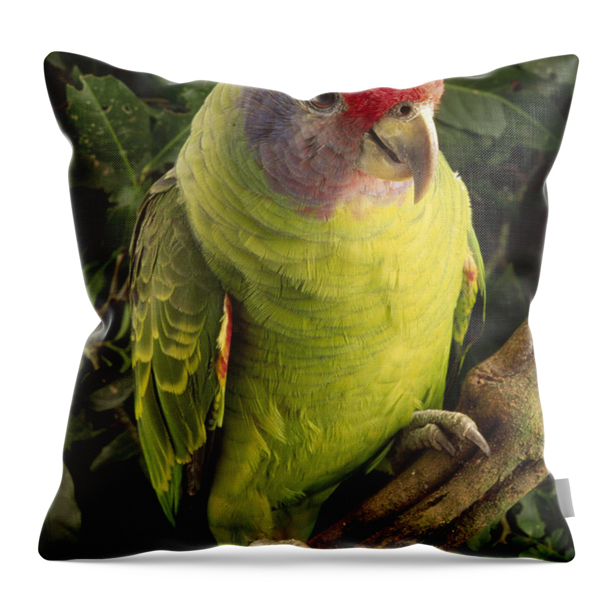 Mp Throw Pillow featuring the photograph Red-tailed Amazon Amazona Brasiliensis #1 by Claus Meyer