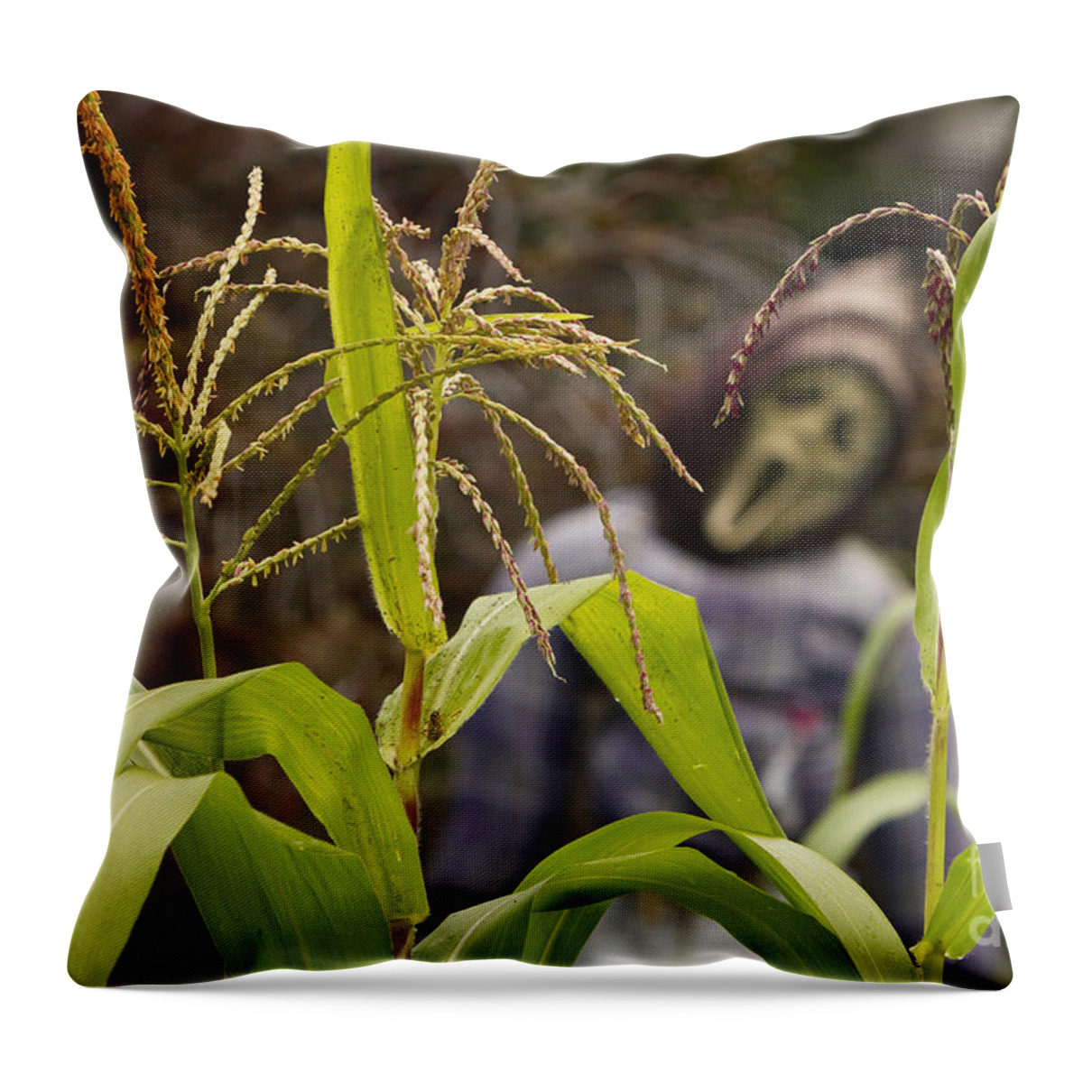 Corn Throw Pillow featuring the photograph Scarecrow in the Corn #1 by James BO Insogna