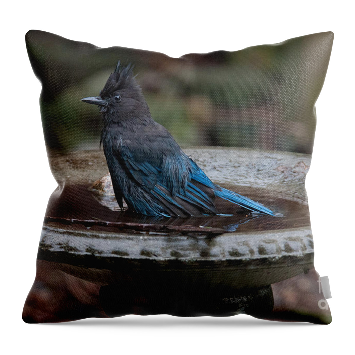 Animals Throw Pillow featuring the digital art Stellar Jay in the Birdbath #1 by Carol Ailles