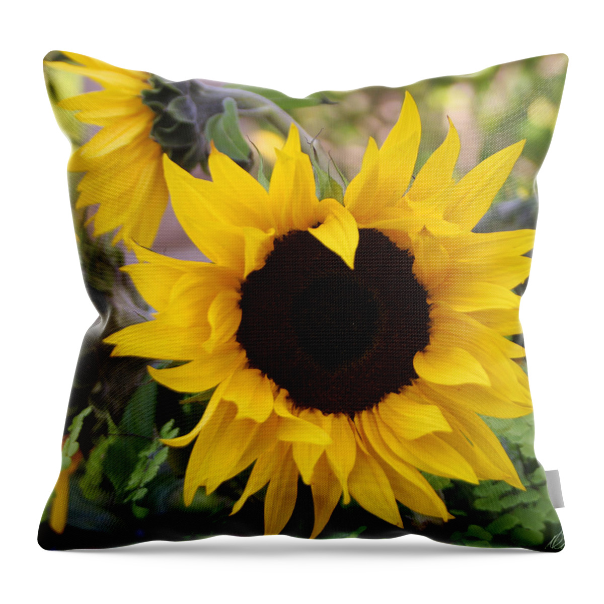 Sunflowers Throw Pillow featuring the photograph Sunflowers #1 by Diana Haronis