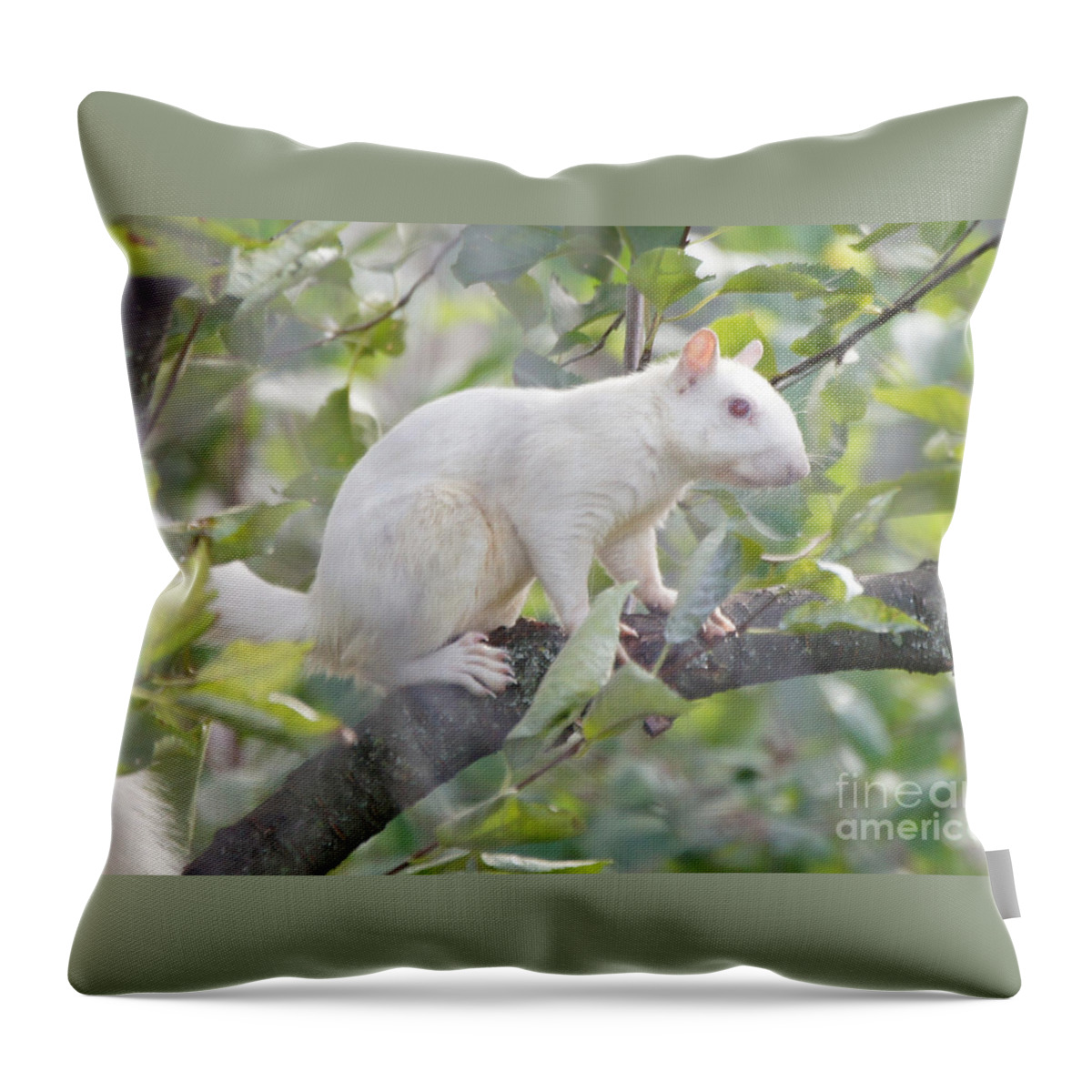 Squirrel Throw Pillow featuring the photograph White Squirrel #1 by Robert E Alter Reflections of Infinity