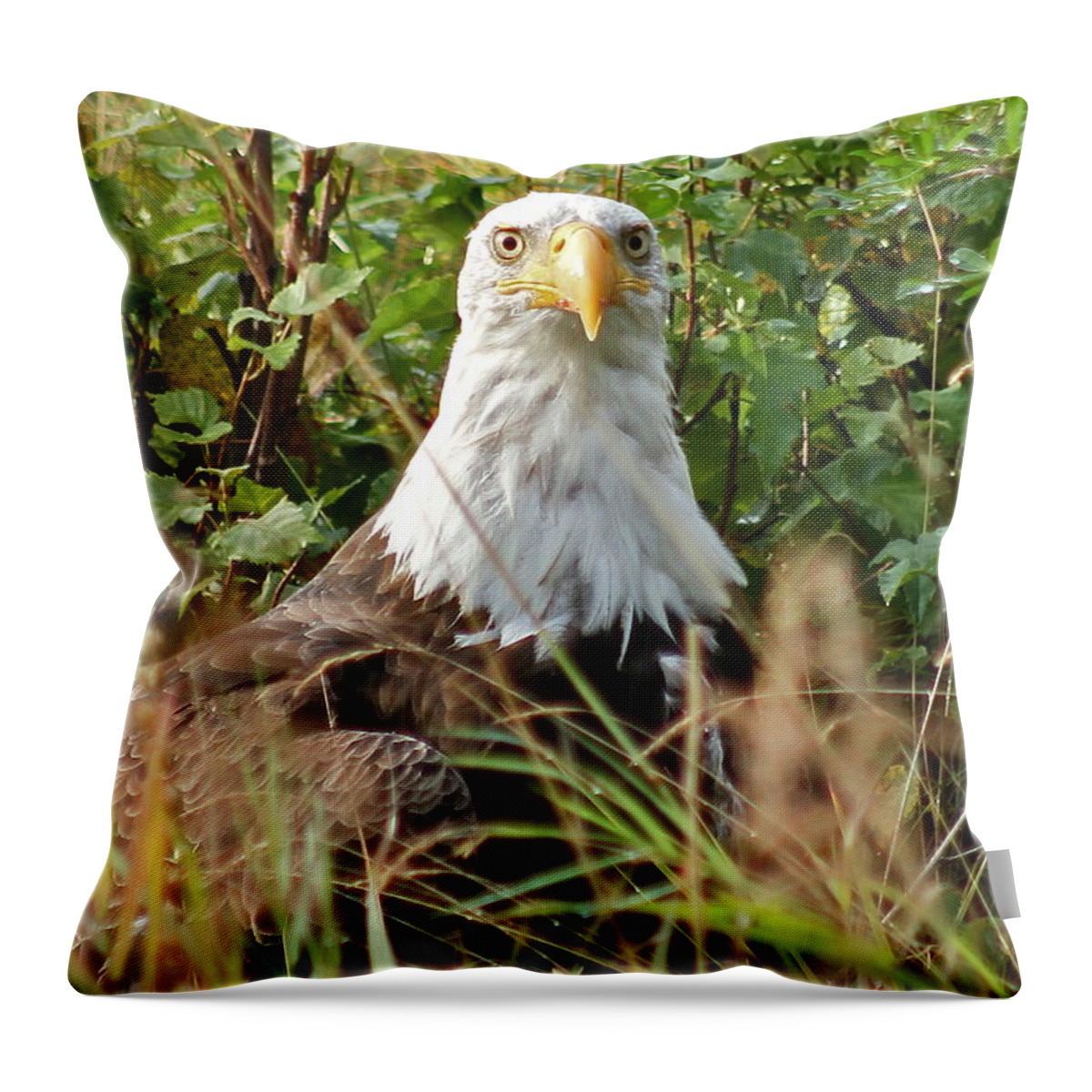 Eagle Throw Pillow featuring the photograph Who ME #1 by Rick Monyahan