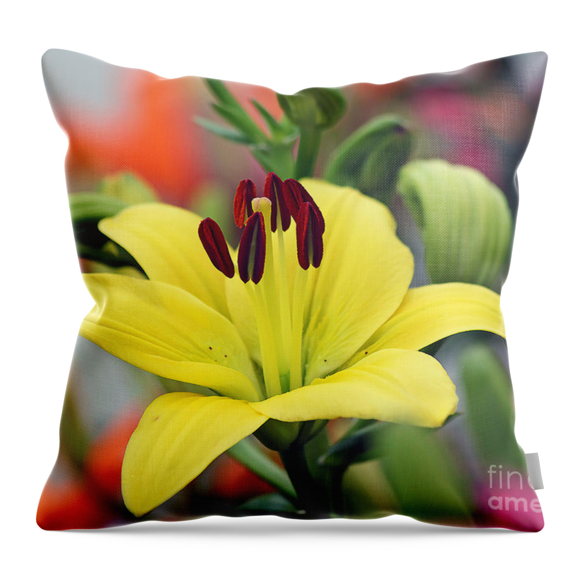 Flowers Throw Pillow featuring the photograph Yellow Lily #1 by Jack Schultz
