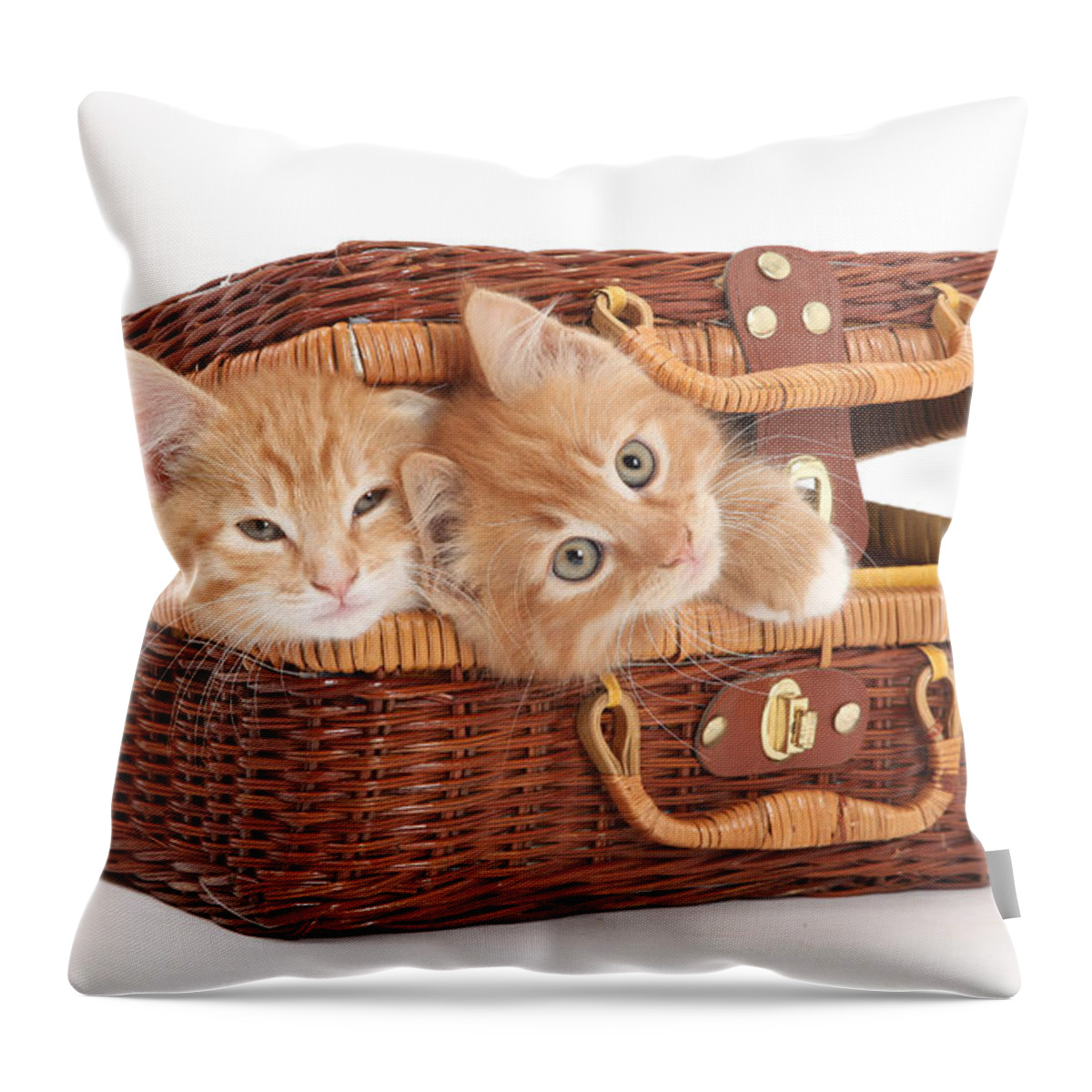 Animal Throw Pillow featuring the photograph Kittens #10 by Mark Taylor