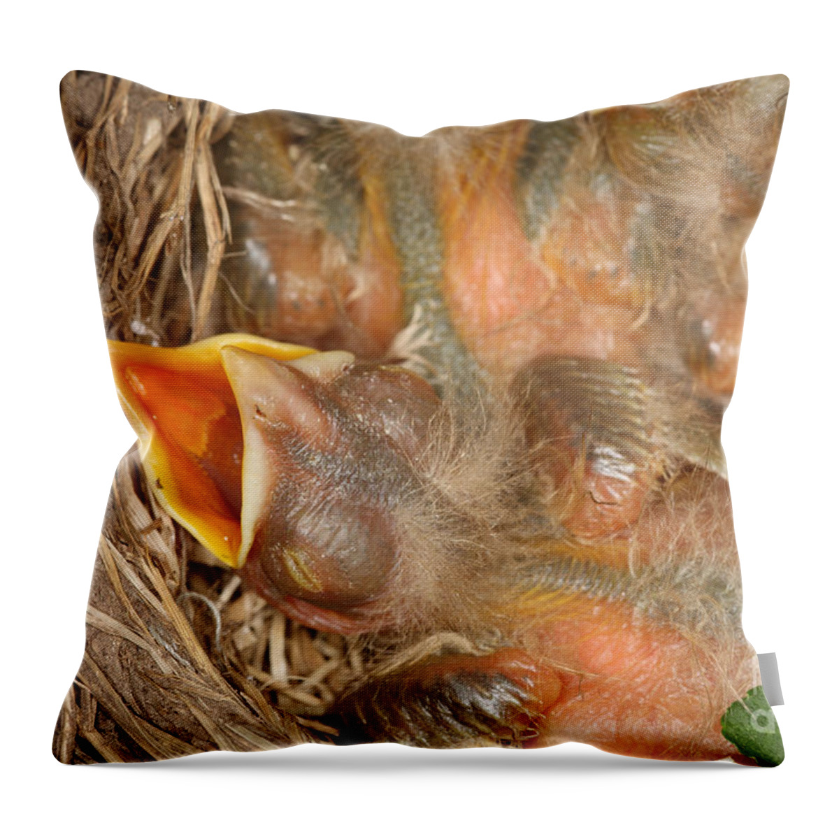 Robin Throw Pillow featuring the photograph Newborn Robin Nestlings #10 by Ted Kinsman