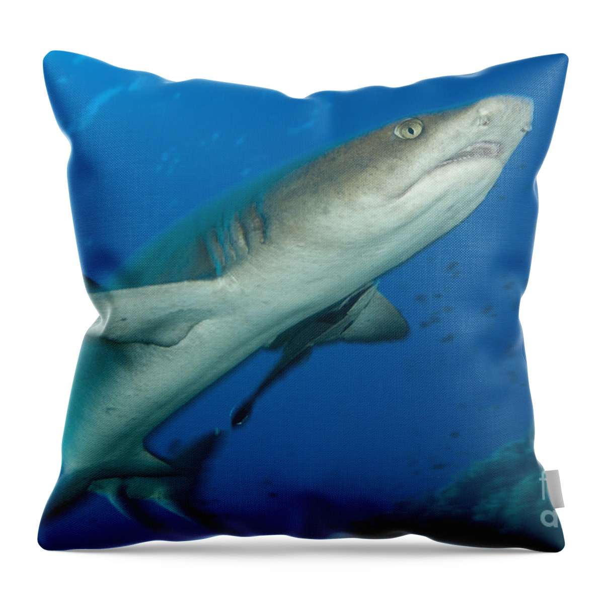 Kimbe Bay Throw Pillow featuring the photograph Whitetip Reef Shark, Kimbe Bay, Papua #11 by Steve Jones