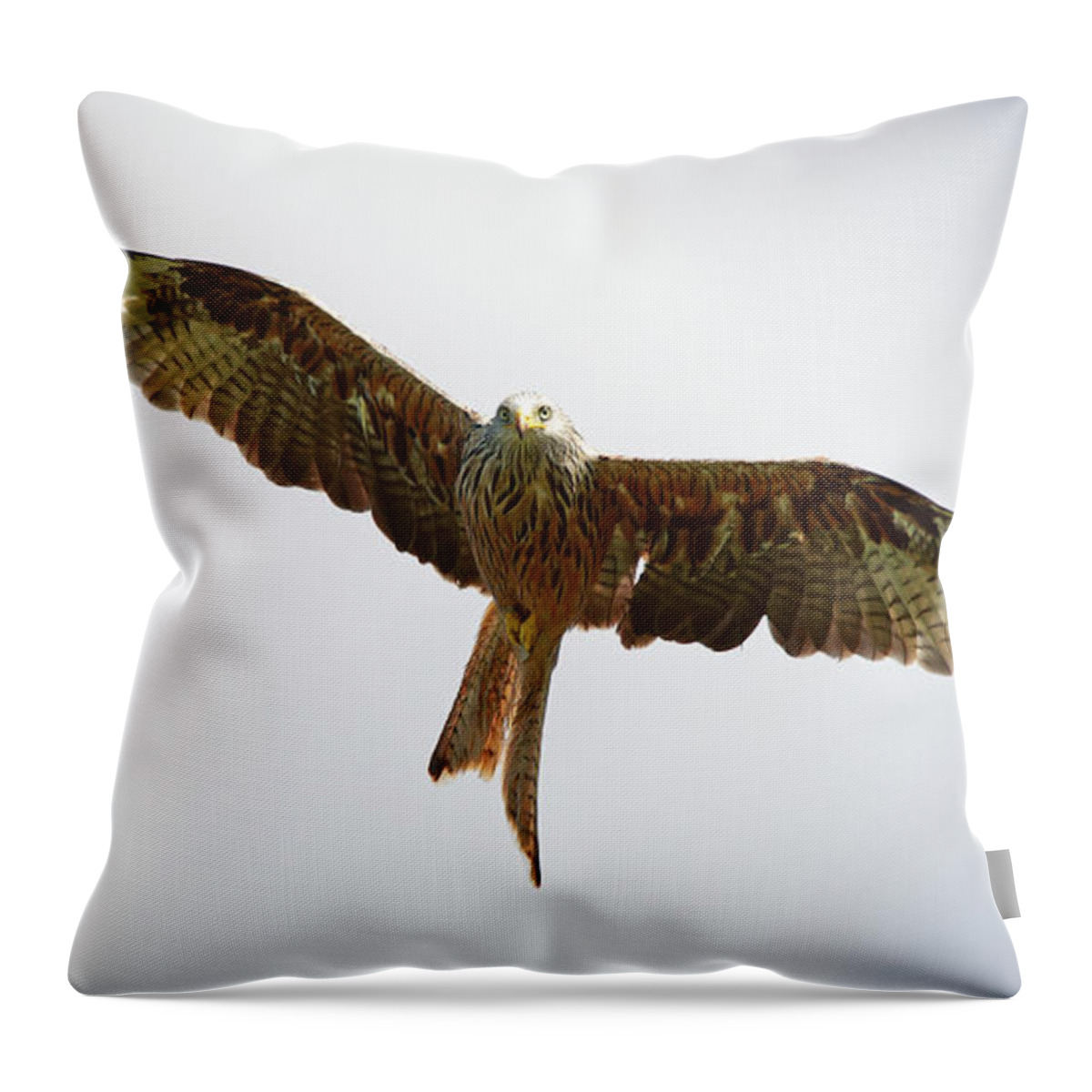 Red Kite Throw Pillow featuring the photograph Red Kite in flight by Maria Gaellman