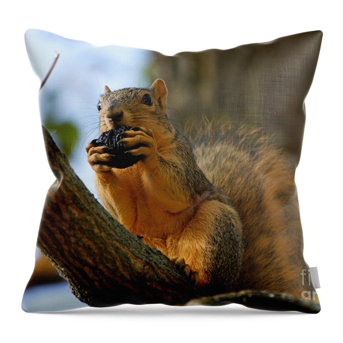 Birds Throw Pillow featuring the photograph Squirrel #18 by Lori Tordsen