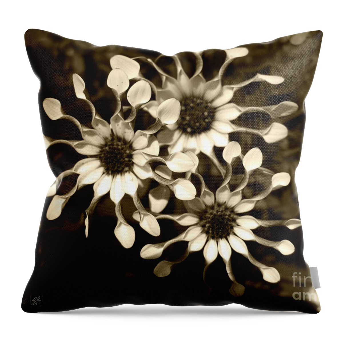 African Throw Pillow featuring the photograph African Daisy named Spooned White Bliss #2 by J McCombie