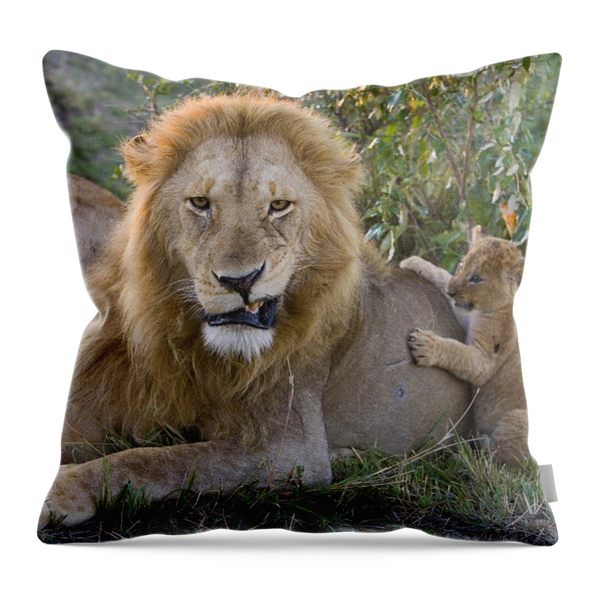 00761280 Throw Pillow featuring the photograph African Lion Cub Playing With Adult #2 by Suzi Eszterhas