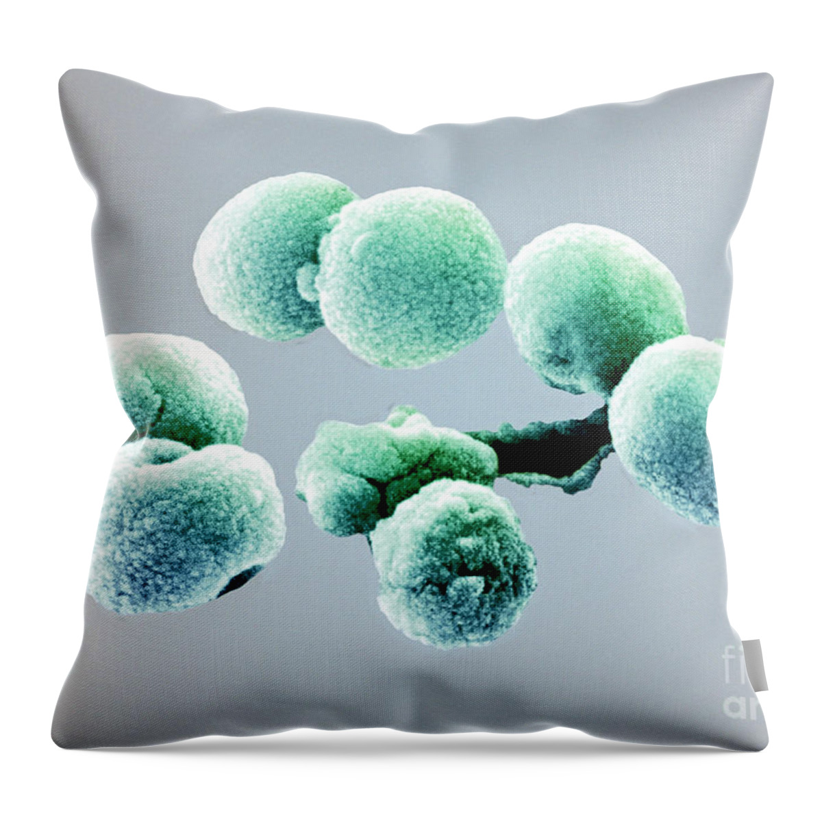 Bacteria Throw Pillow featuring the photograph Bacteria, Streptococcus Pneumoniae, Sem #2 by Science Source
