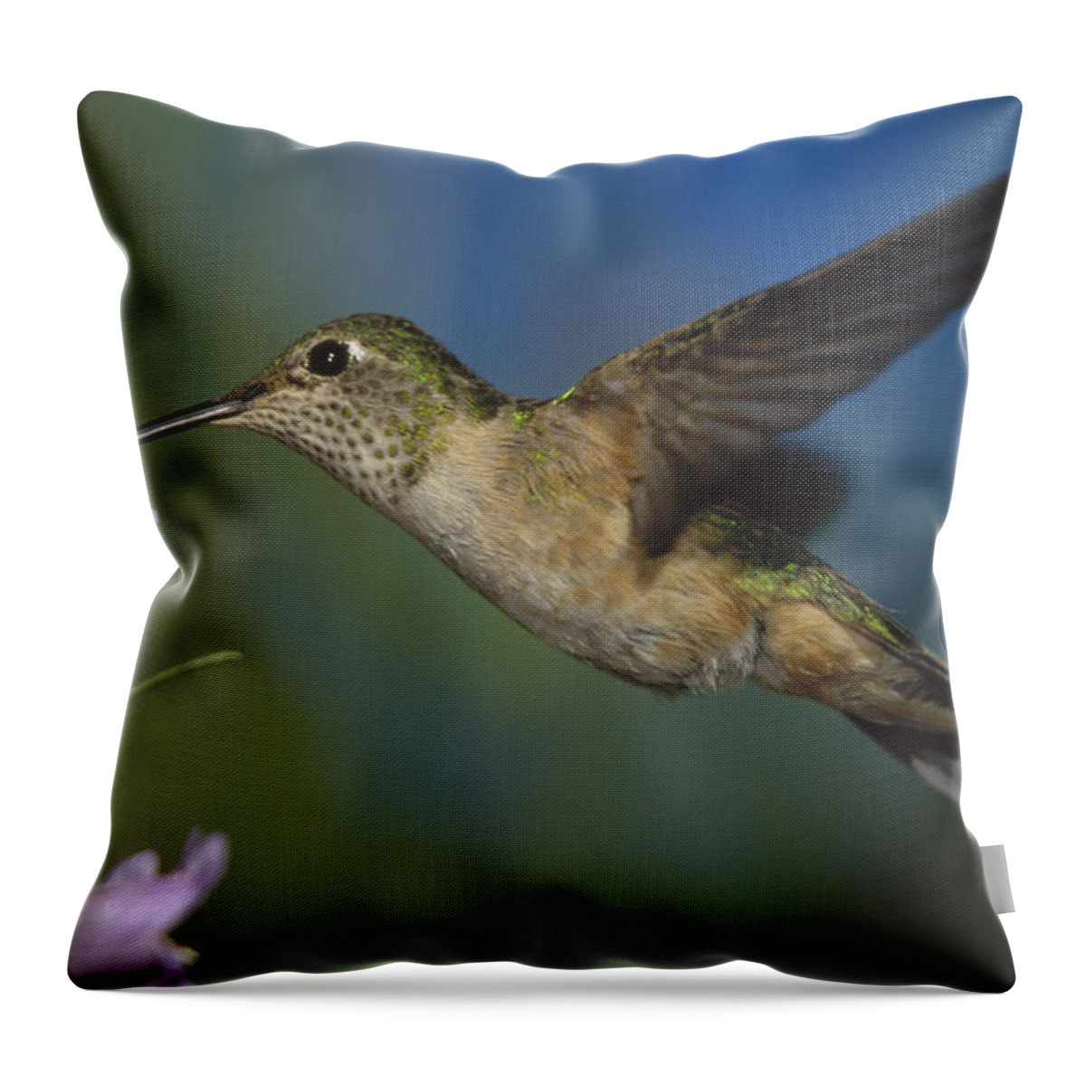 00170045 Throw Pillow featuring the photograph Broad Tailed Hummingbird Feeding #2 by Tim Fitzharris