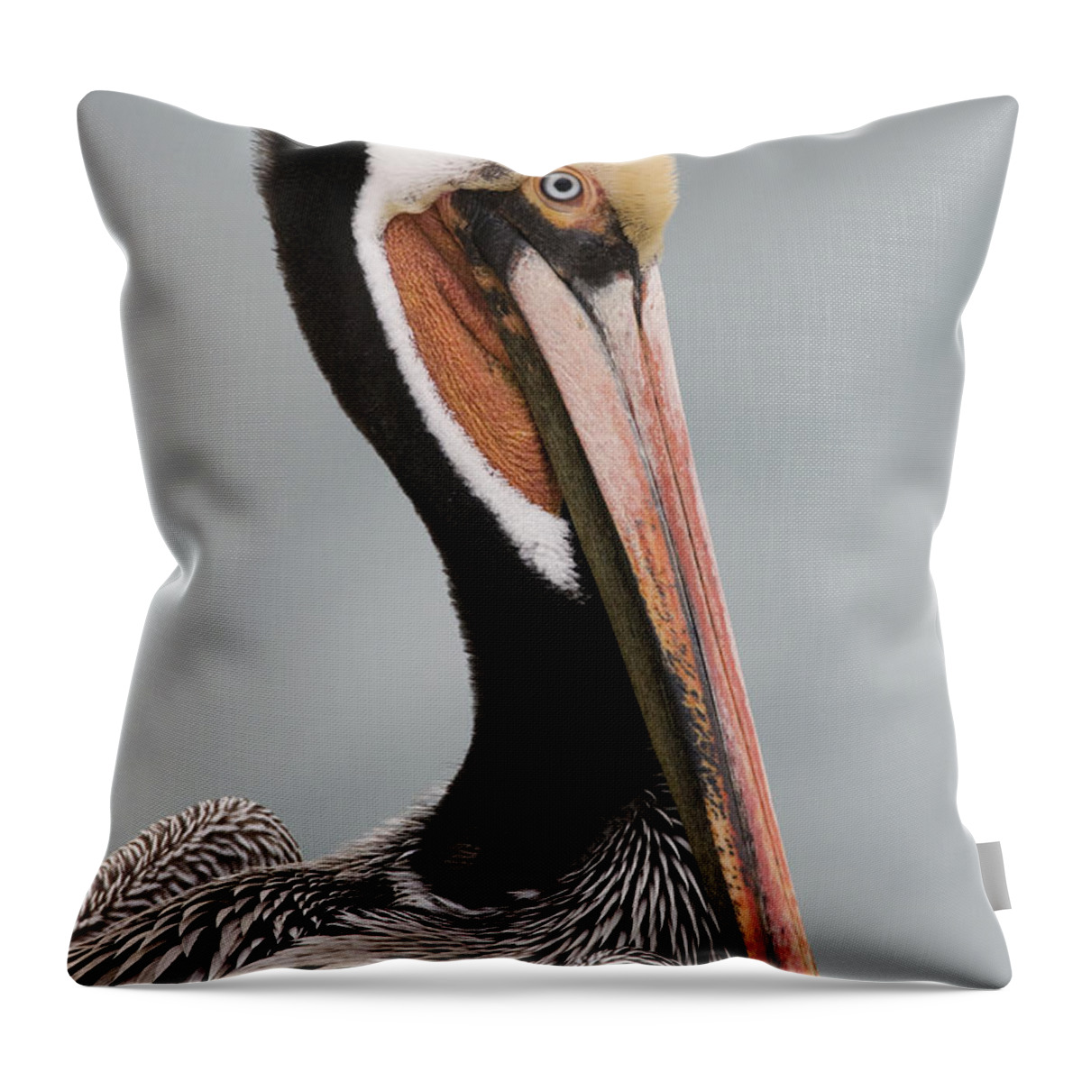 00429836 Throw Pillow featuring the photograph Brown Pelican In Breeding Plumage La #2 by Sebastian Kennerknecht