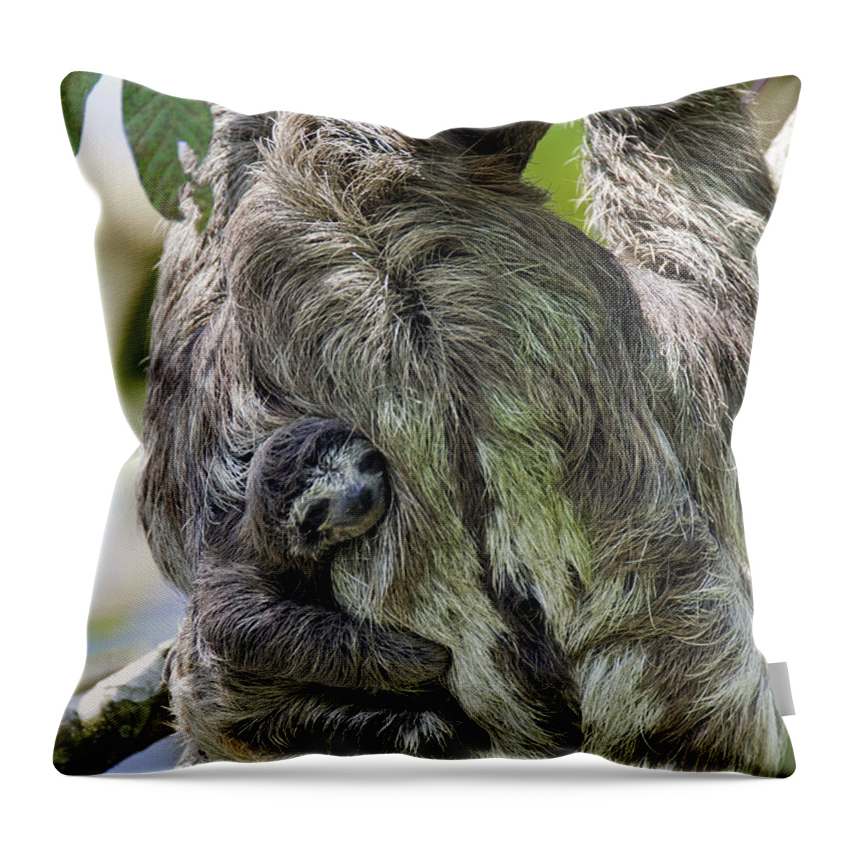 Mp Throw Pillow featuring the photograph Brown-throated Three-toed Sloth #2 by Suzi Eszterhas