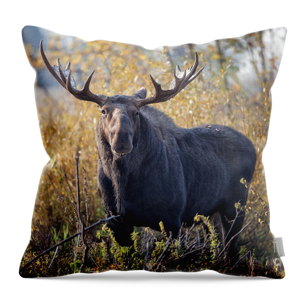 2012 Throw Pillow featuring the photograph Bull Moose by Ronald Lutz