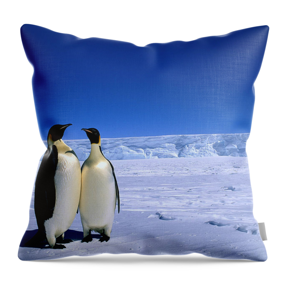 Mp Throw Pillow featuring the photograph Emperor Penguin Aptenodytes Forsteri #2 by Pete Oxford
