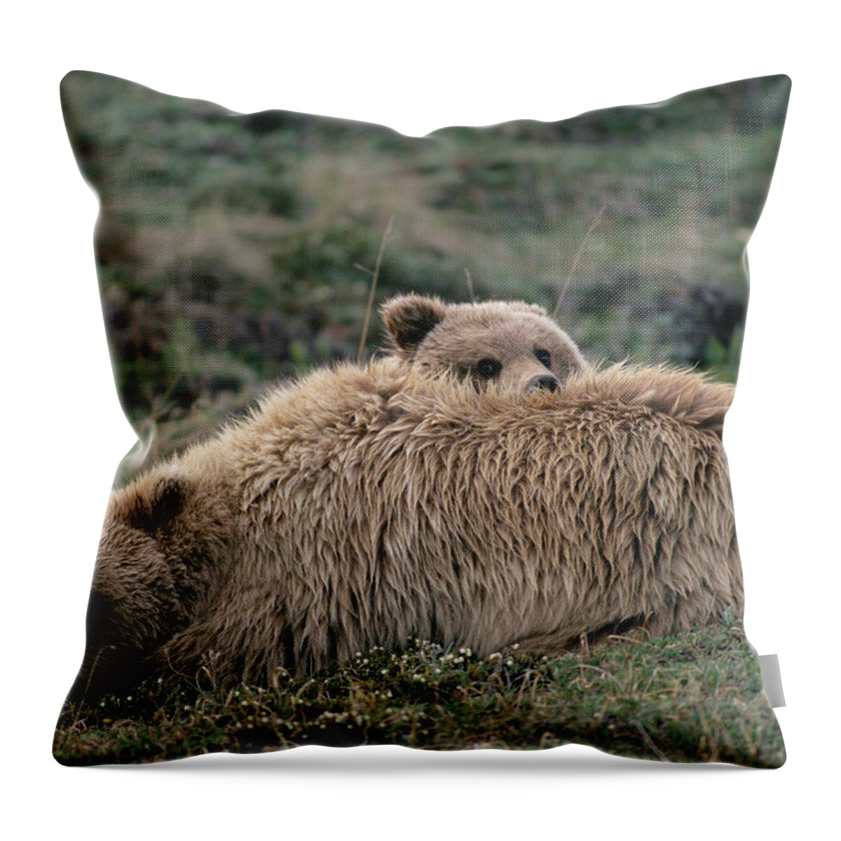 Mp Throw Pillow featuring the photograph Grizzly Bear Ursus Arctos Horribilis #2 by Michael Quinton