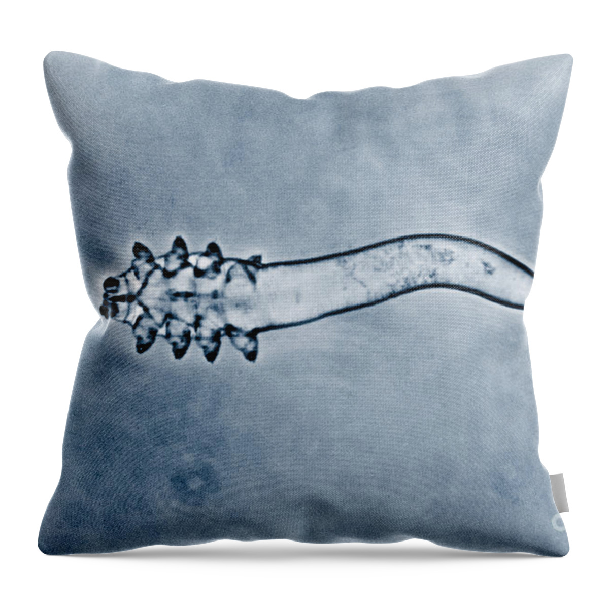 Hair Follicle Mite Throw Pillow featuring the photograph Hair Follicle Mite #2 by Omikron