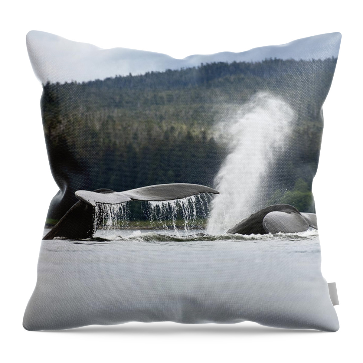 Mp Throw Pillow featuring the photograph Humpback Whale Megaptera Novaeangliae #2 by Konrad Wothe