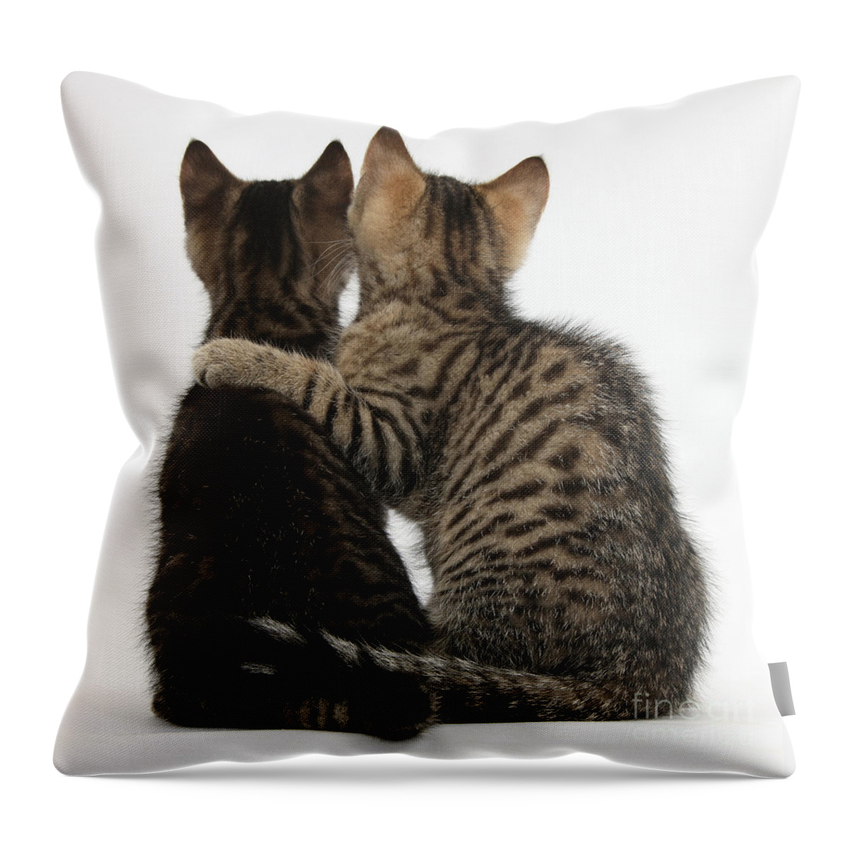 Animal Throw Pillow featuring the photograph Kitten Companions #3 by Mark Taylor
