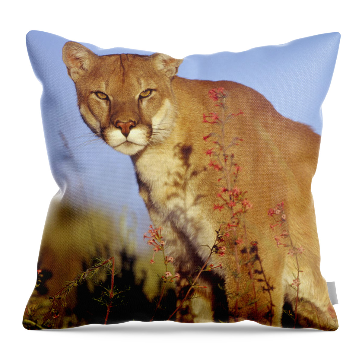 Mp Throw Pillow featuring the photograph Mountain Lion Portrait North America #2 by Tim Fitzharris