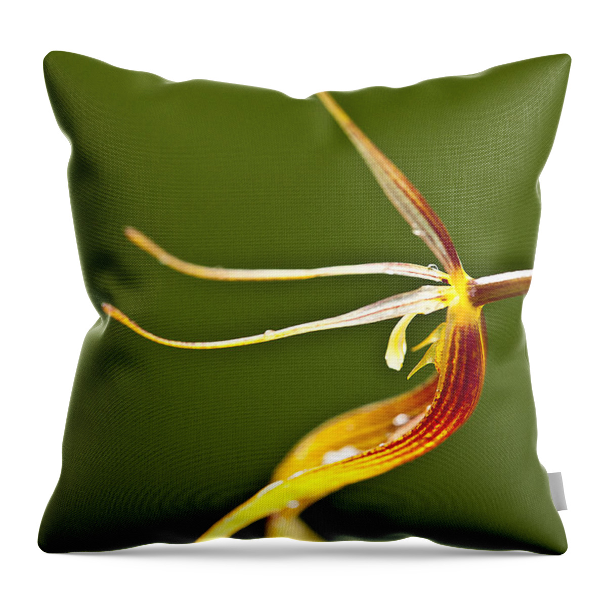 Orchid Throw Pillow featuring the photograph Restrepia iris orchid #3 by Heiko Koehrer-Wagner