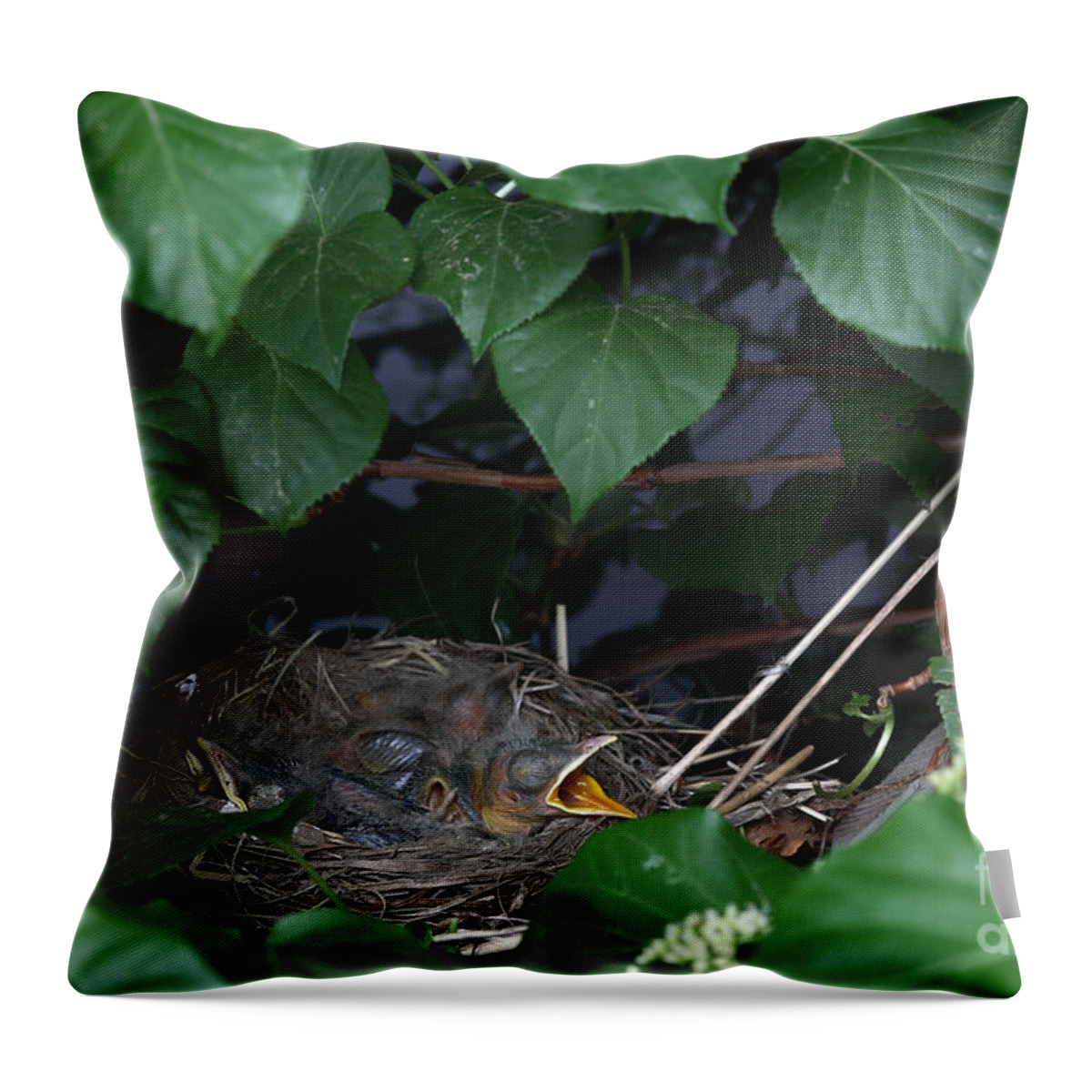 Robin Throw Pillow featuring the photograph Robin Nestlings #2 by Ted Kinsman