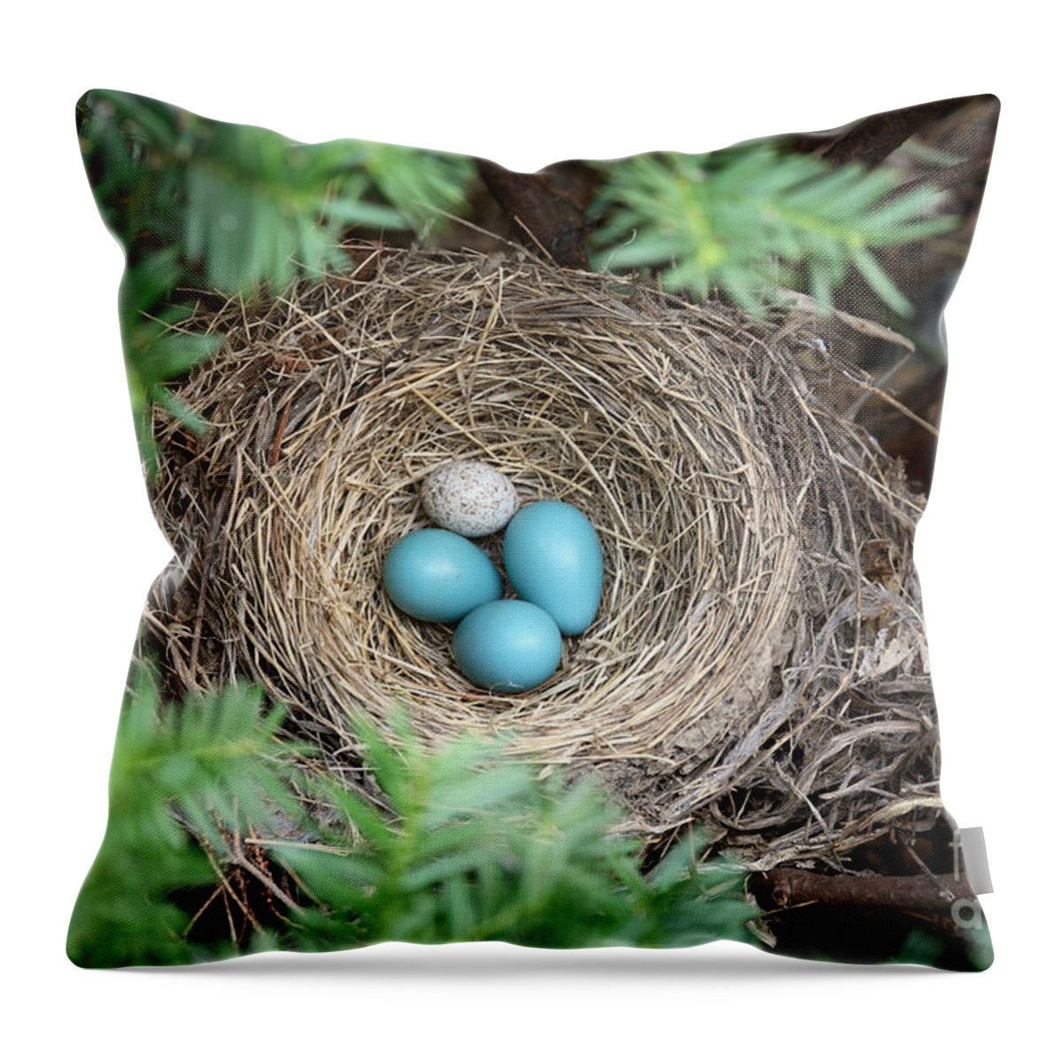 American Robin Throw Pillow featuring the photograph Robins Nest And Cowbird Egg #2 by Ted Kinsman