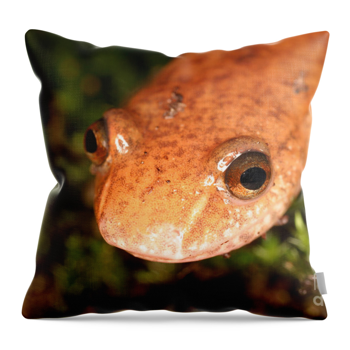Animal Throw Pillow featuring the photograph Spring Salamander #2 by Ted Kinsman