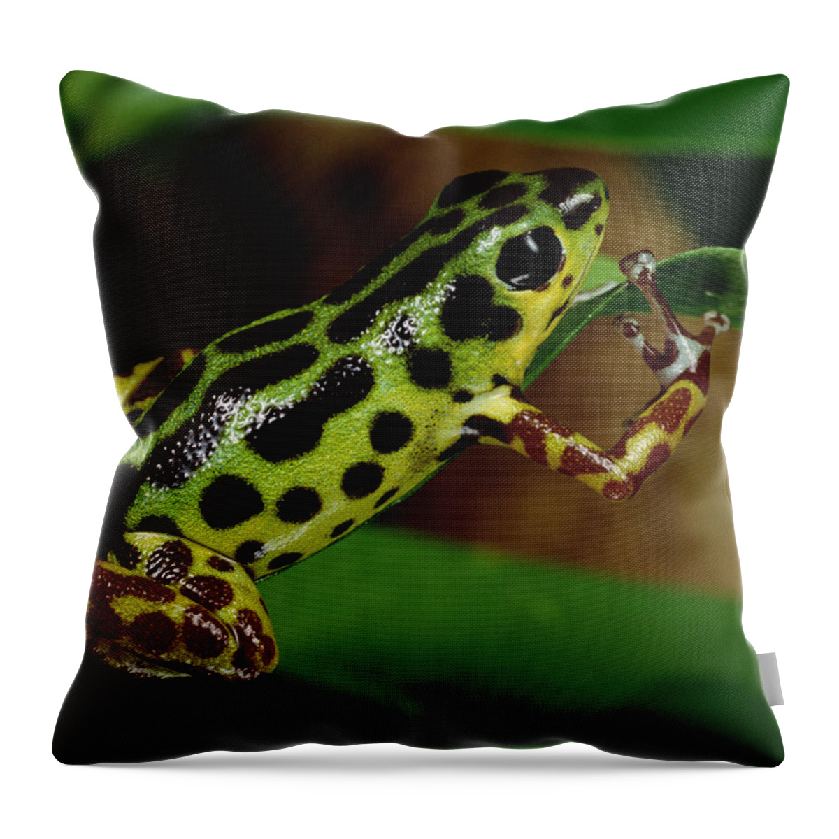Mp Throw Pillow featuring the photograph Strawberry Poison Dart Frog Dendrobates #2 by Mark Moffett