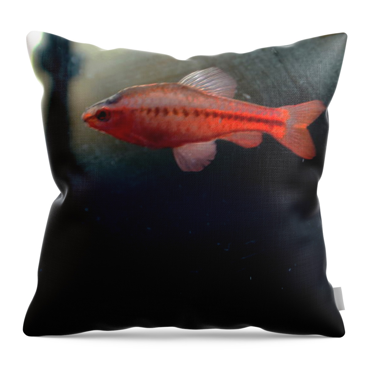  Throw Pillow featuring the photograph My room up close 1 #21 by Myron Belfast