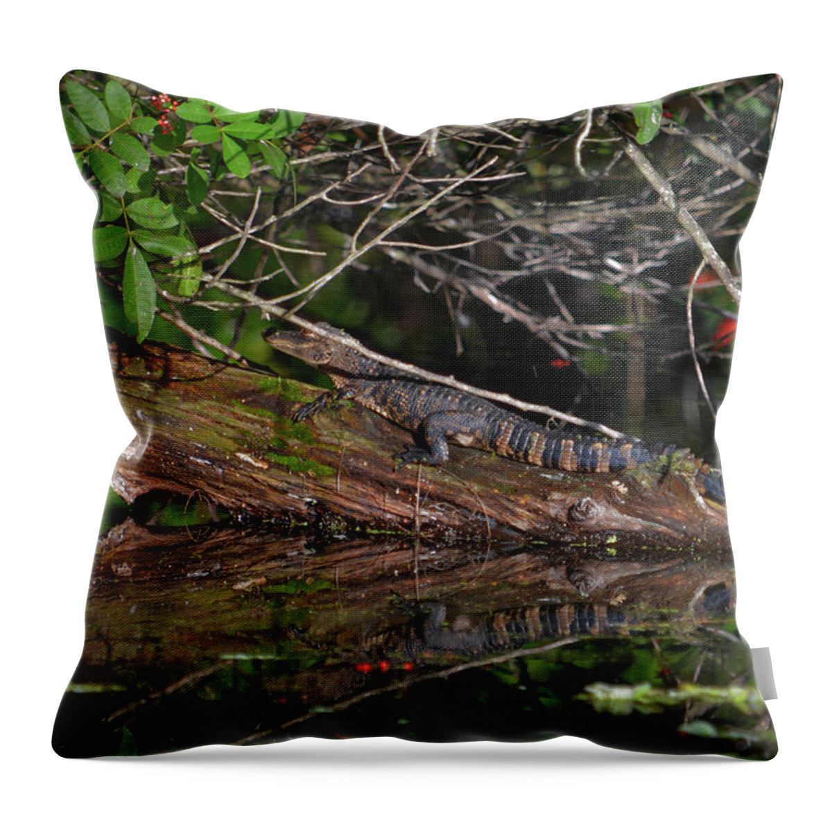  Throw Pillow featuring the photograph 27- Juvenile Alligator by Joseph Keane
