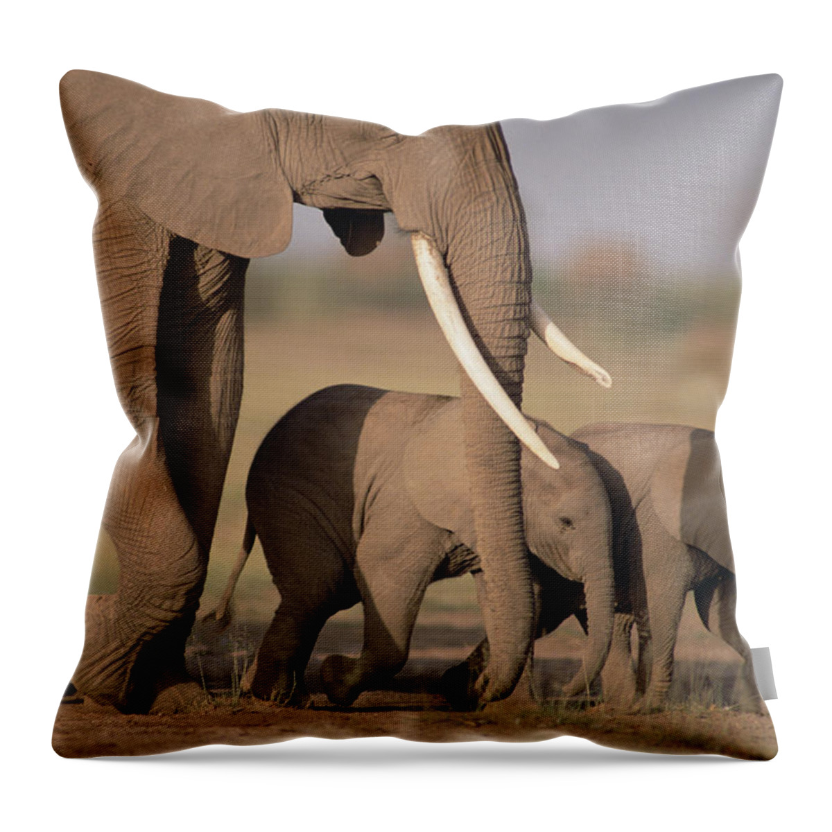Mp Throw Pillow featuring the photograph African Elephant Loxodonta Africana #3 by Gerry Ellis