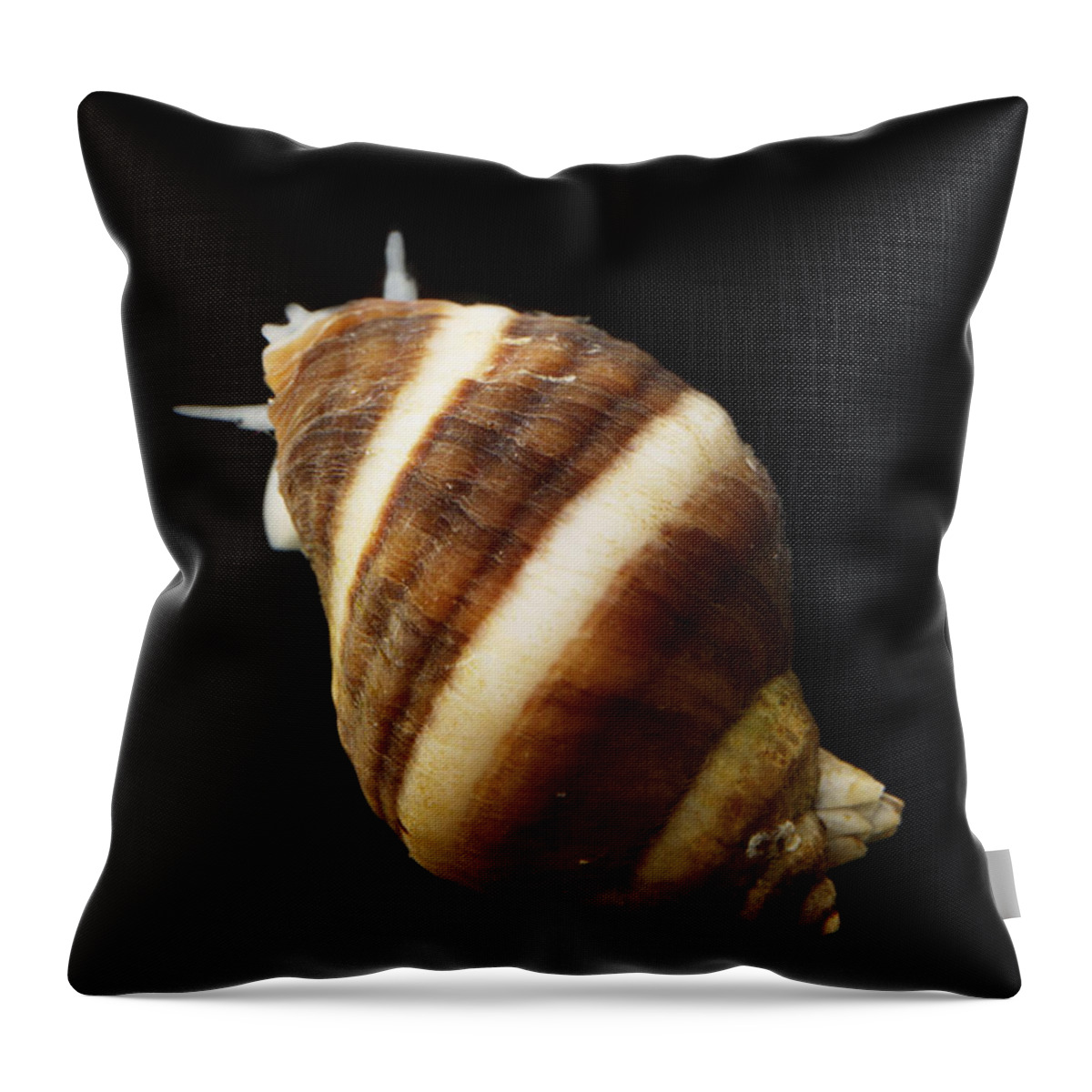 Animal Throw Pillow featuring the Atlantic Dogwhelk #3 by Ted Kinsman