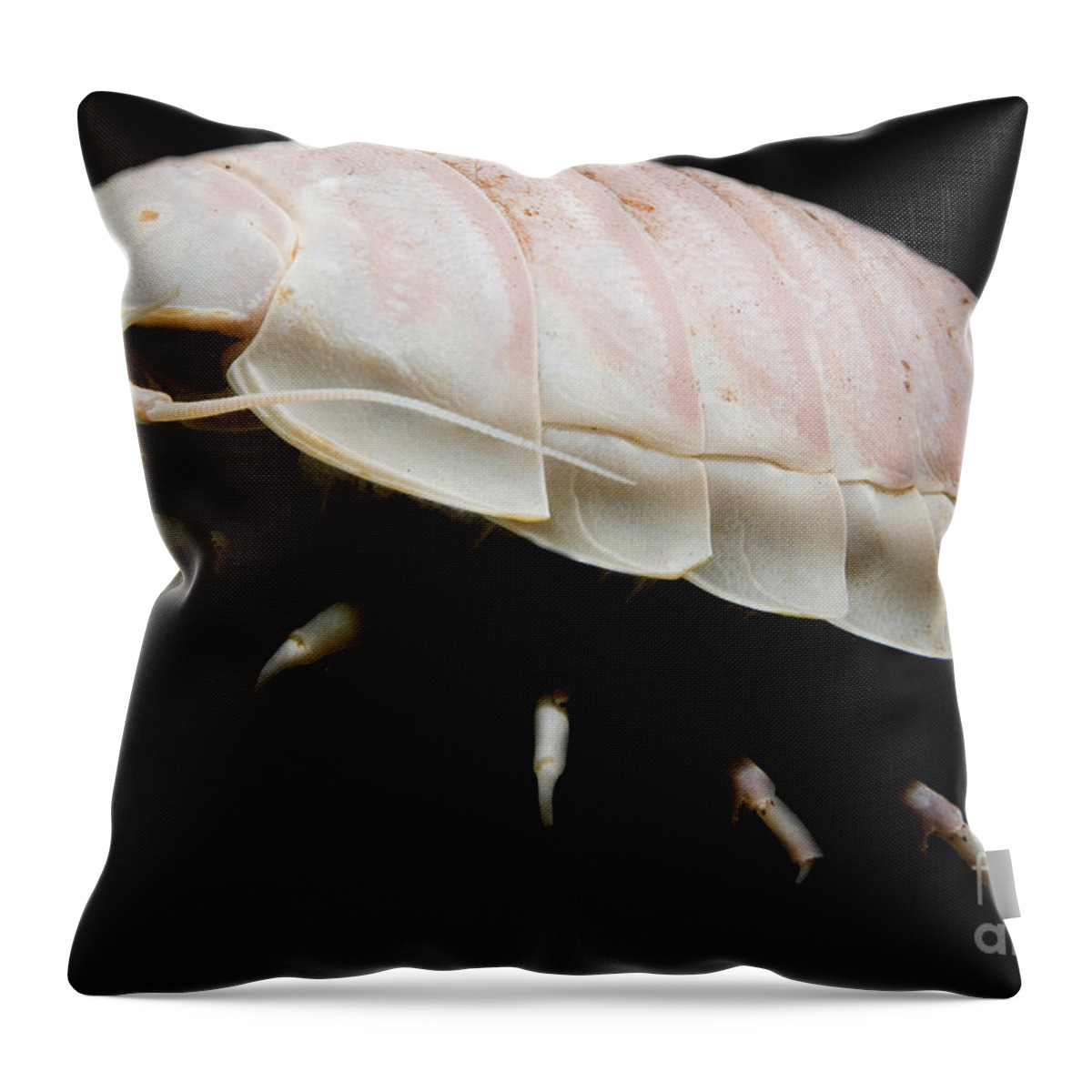 Giant Deep Sea Isopod Throw Pillow featuring the photograph Giant Marine Isopod #3 by Dant Fenolio