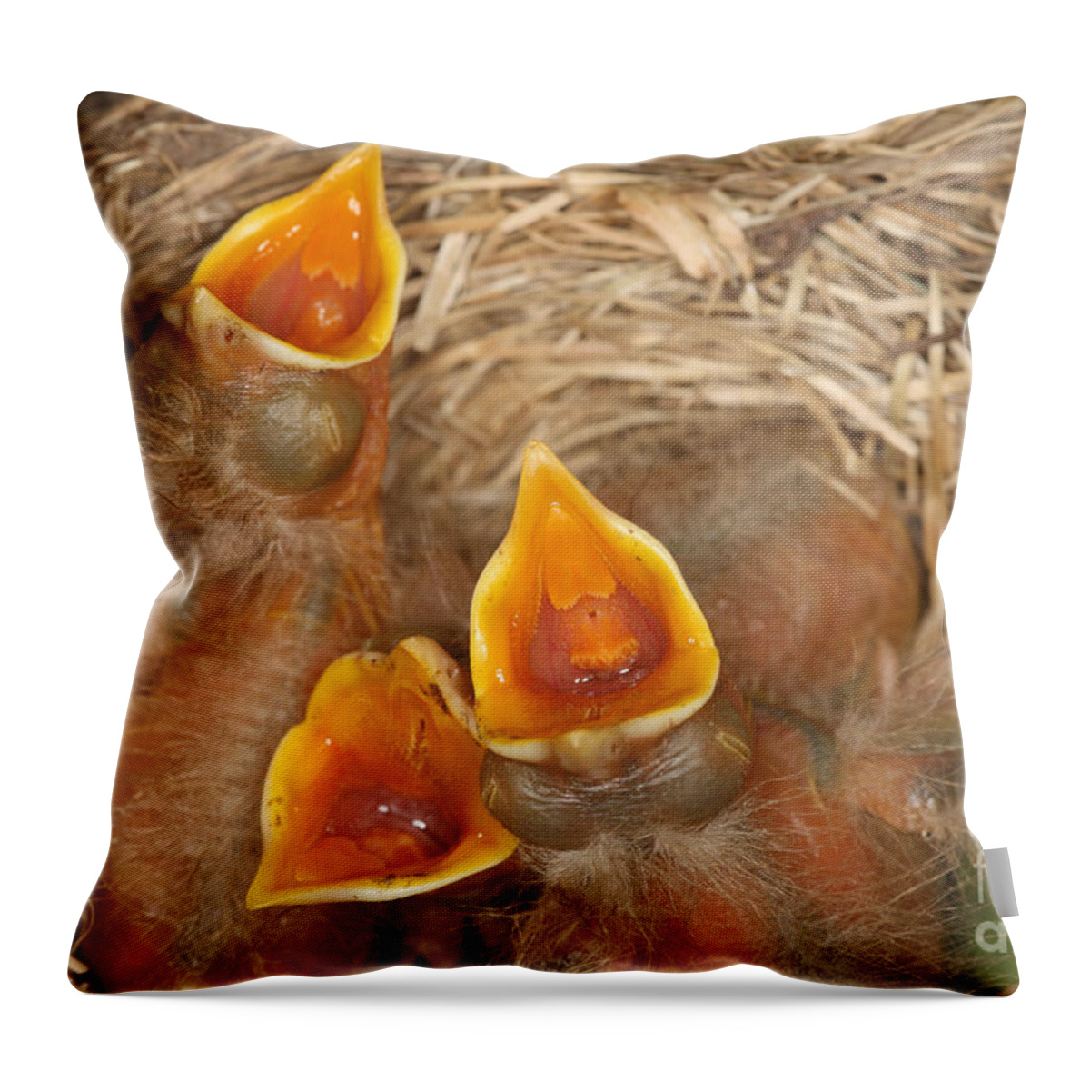 Robin Throw Pillow featuring the photograph Newborn Robin Nestlings #3 by Ted Kinsman