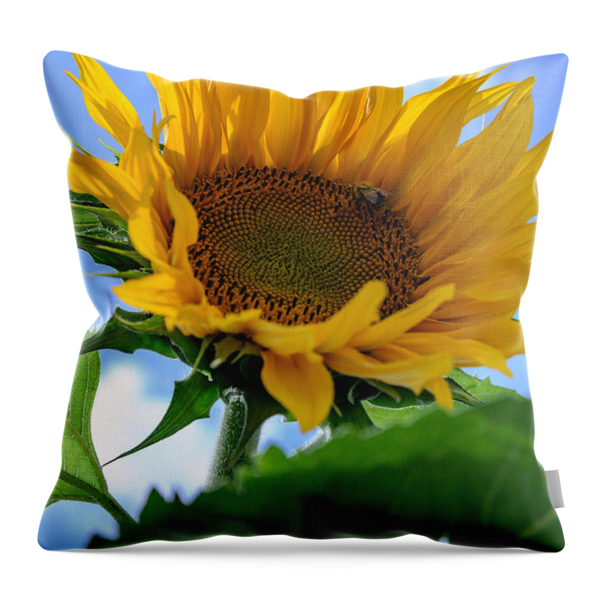 Orange Throw Pillow featuring the photograph Sunflower #3 by Michael Goyberg