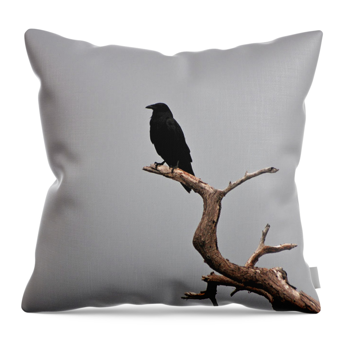Black Crow Throw Pillow featuring the photograph 30- Black Crow by Joseph Keane
