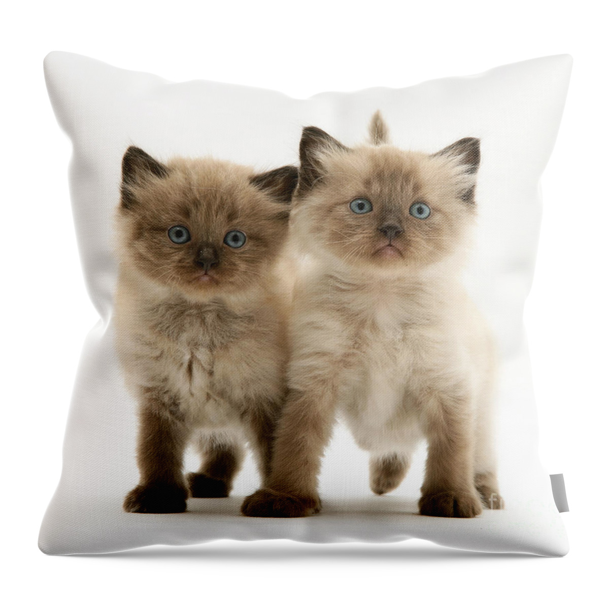 Animal Throw Pillow featuring the photograph Kittens #39 by Jane Burton