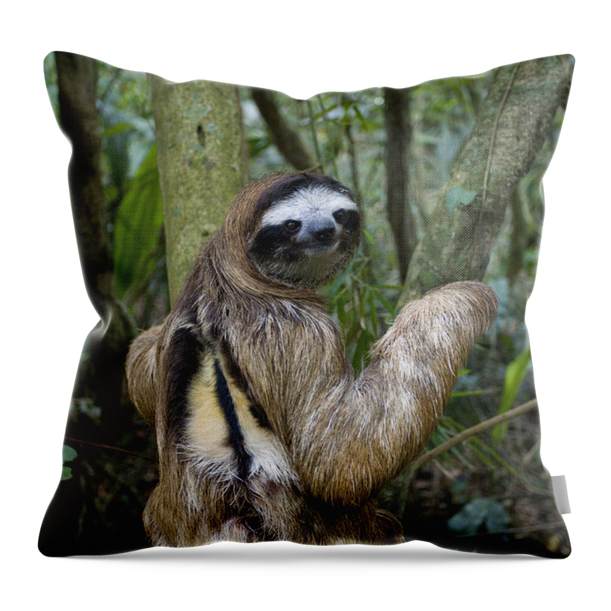 Mp Throw Pillow featuring the photograph Brown-throated Three-toed Sloth #4 by Suzi Eszterhas