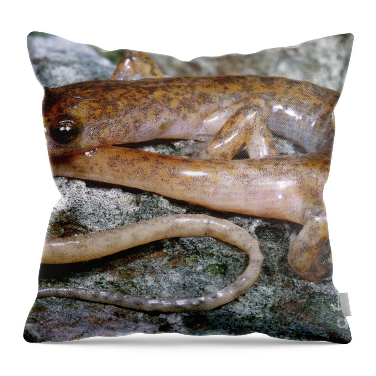 Cave Salamander Throw Pillow featuring the photograph Cave Salamander #4 by Dante Fenolio