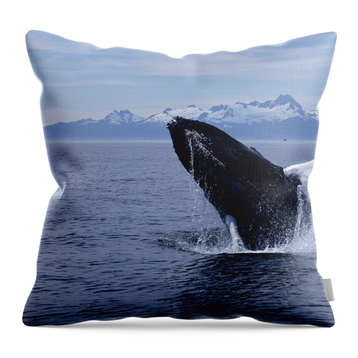 Mp Throw Pillow featuring the photograph Humpback Whale Megaptera Novaeangliae #4 by Flip Nicklin