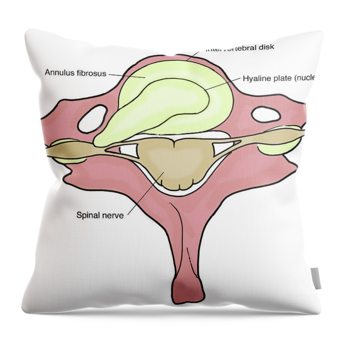 Anatomy Throw Pillow featuring the photograph Illustration Of Herniated Spinal Disk #4 by Science Source