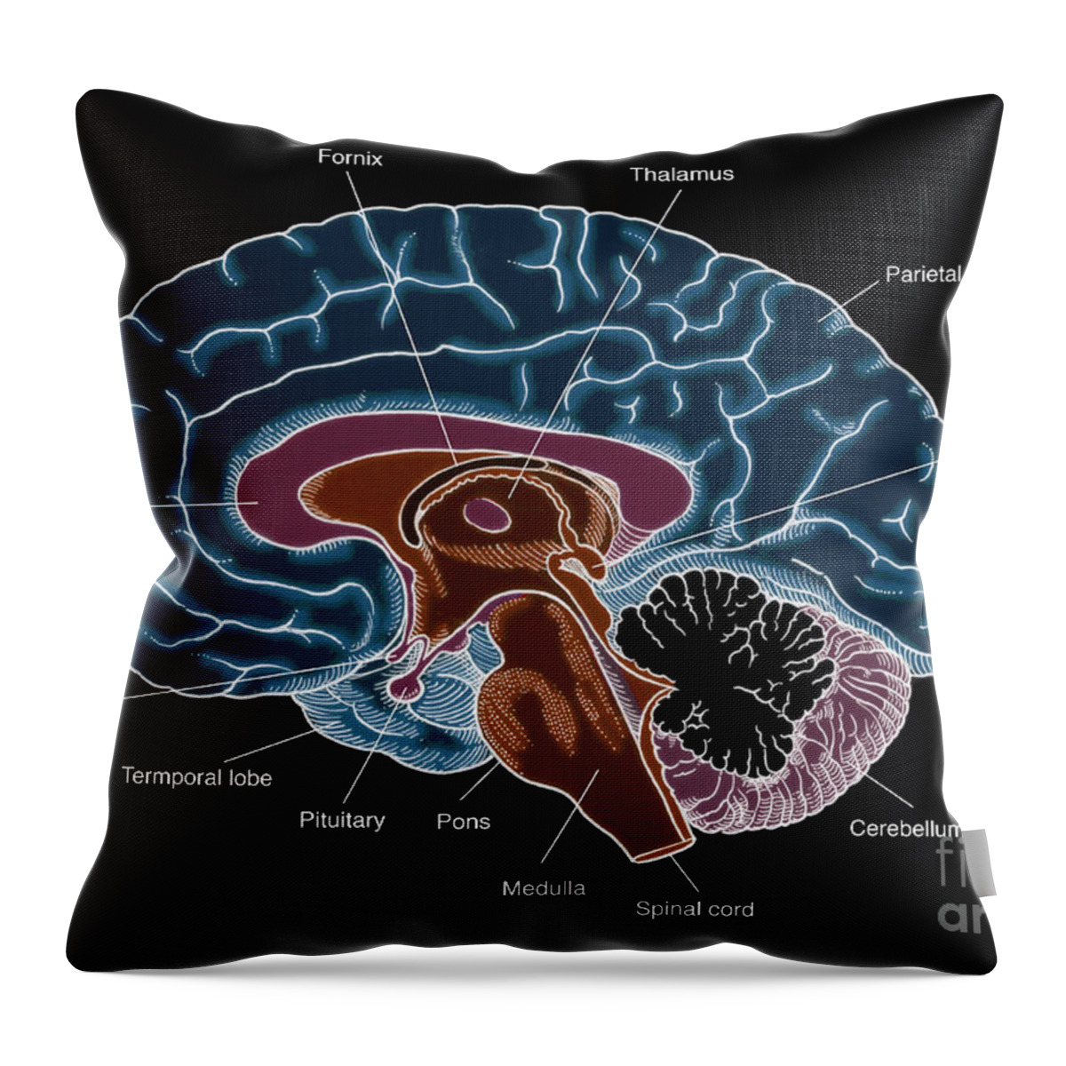 Anatomy Throw Pillow featuring the photograph Illustration Of Human Brain #4 by Science Source