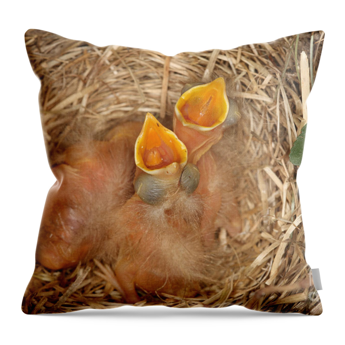 Robin Throw Pillow featuring the photograph Newborn Robin Nestlings #4 by Ted Kinsman
