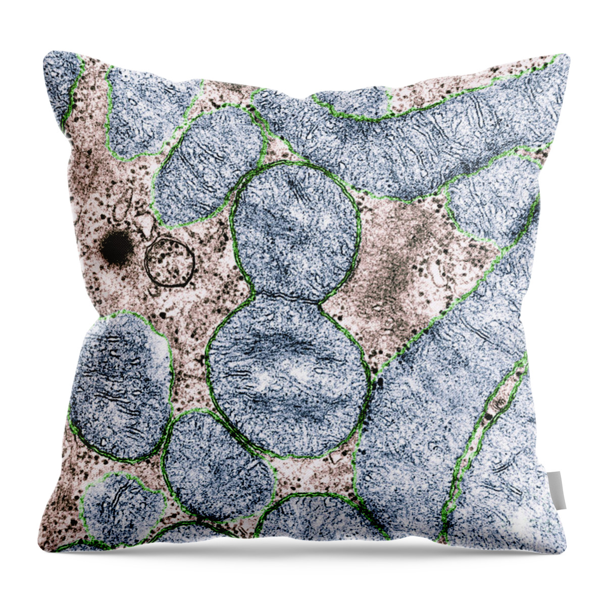 Mitochondrion Throw Pillow featuring the photograph Dividing Mitochondrion #5 by Omikron